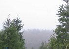 kotimainen metsäkuusi